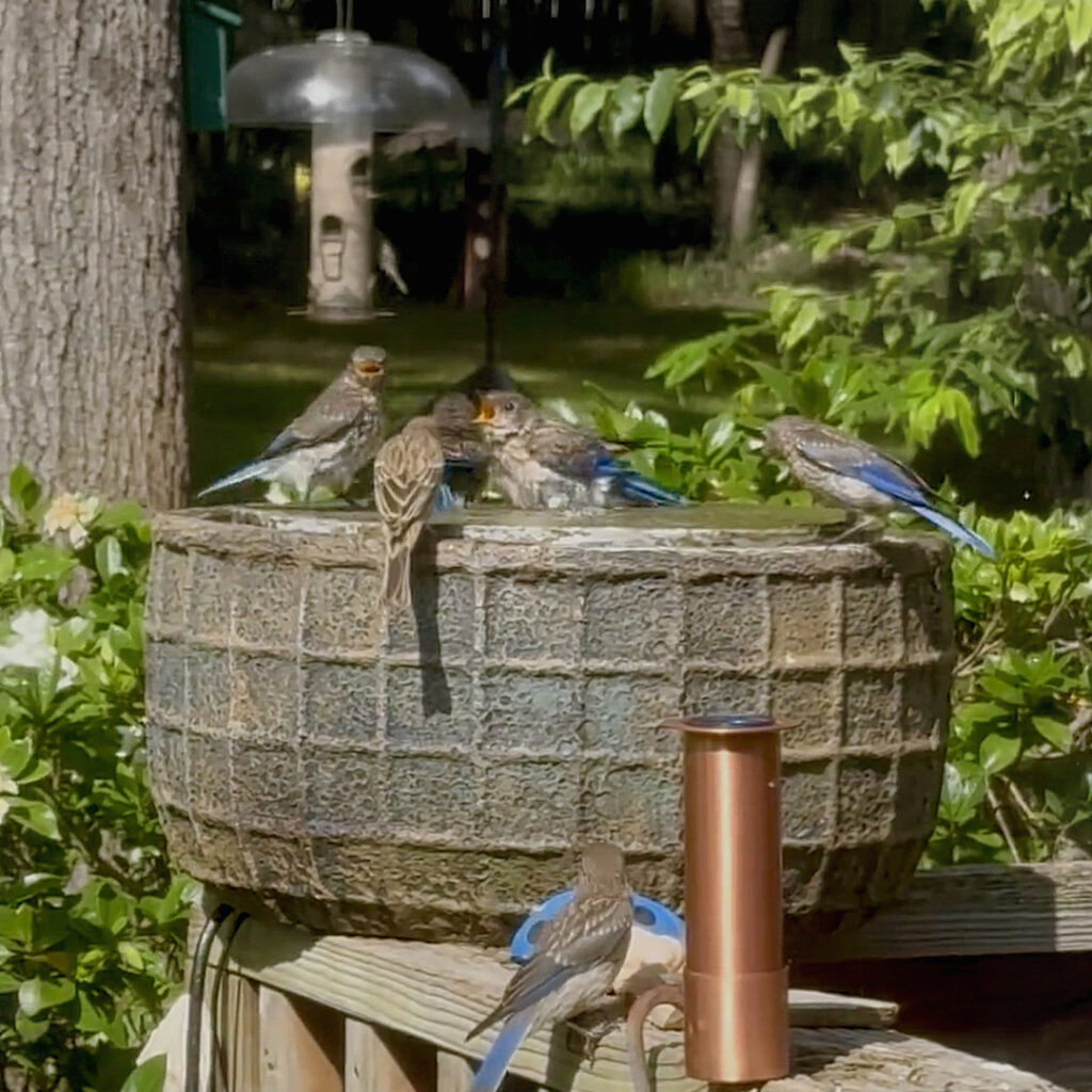 Birdbath with birds