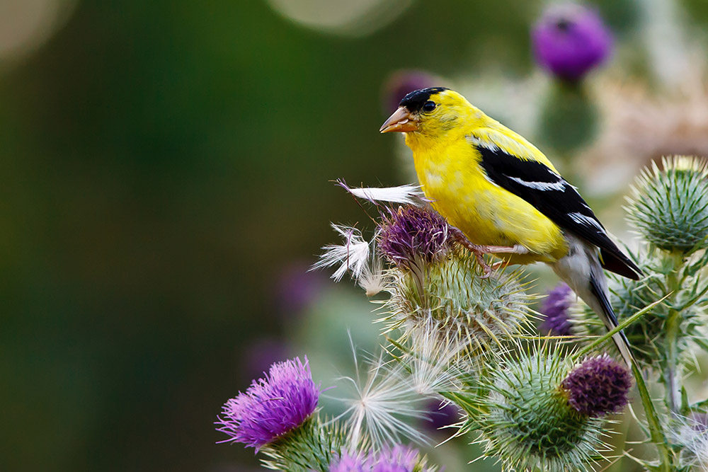 American Goldfinch Are Still Nesting