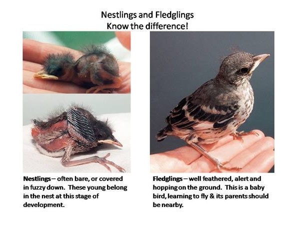 How to Identify A Nestling from A Fledgling