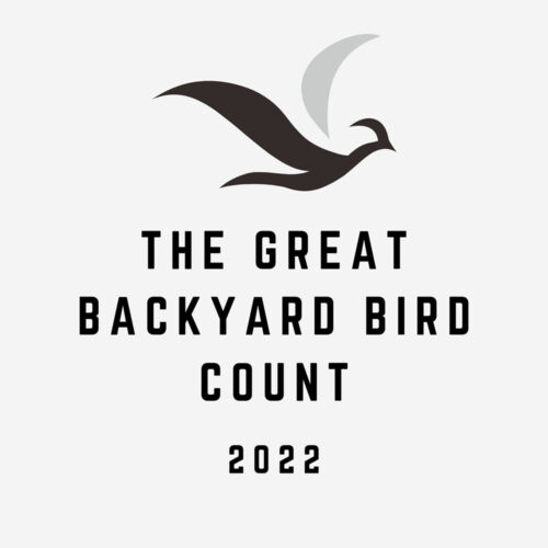 The Great Backyard Bird Count Backyard Birds
