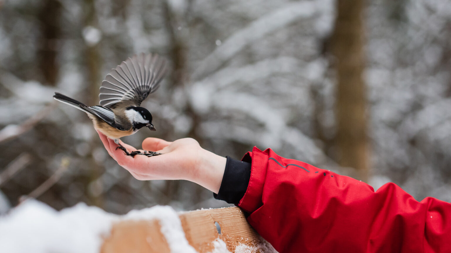 February is National Bird-Feeding Month - Backyard Birds