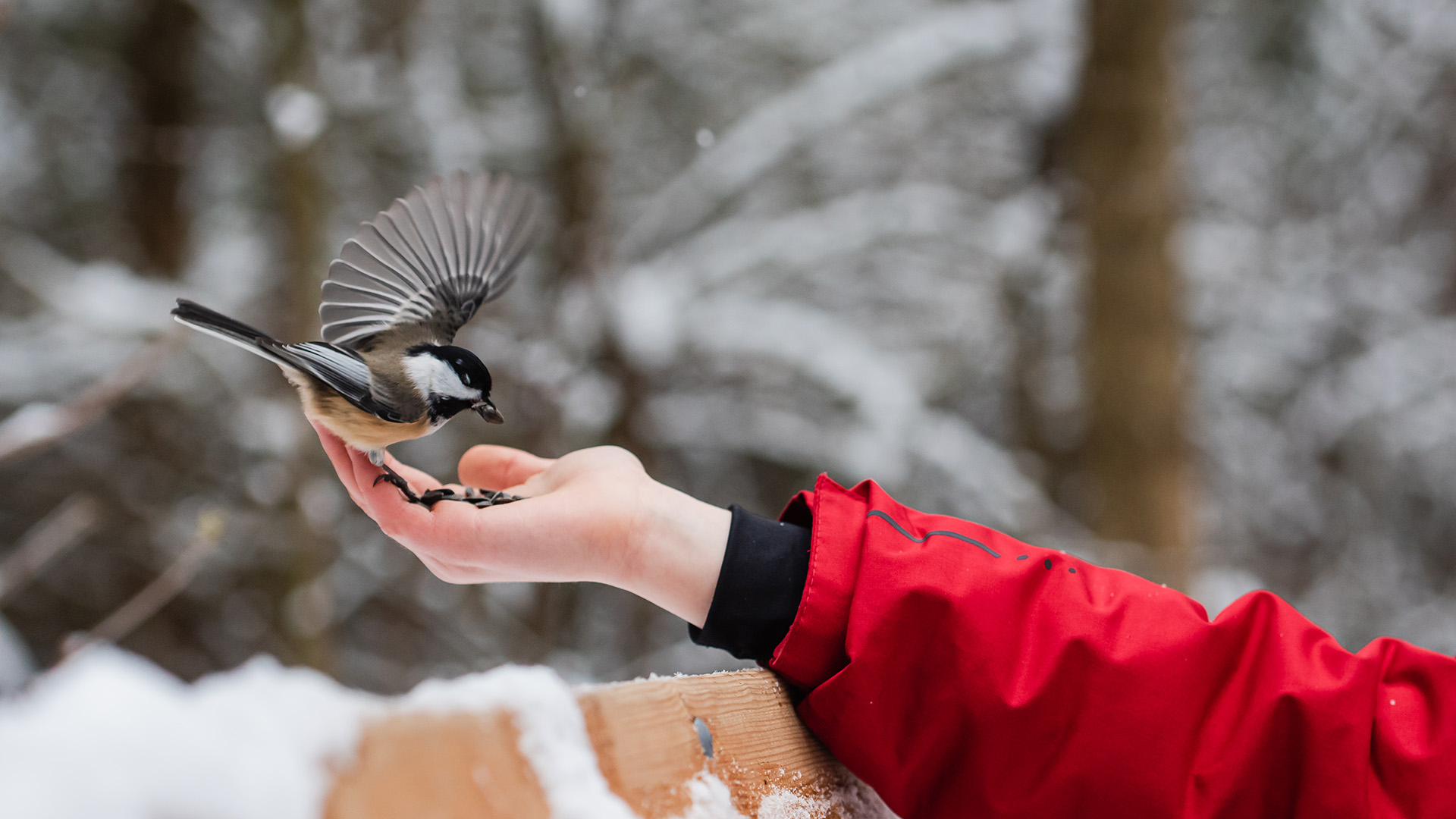 Winter feeding helps attract wild birds to your backyard