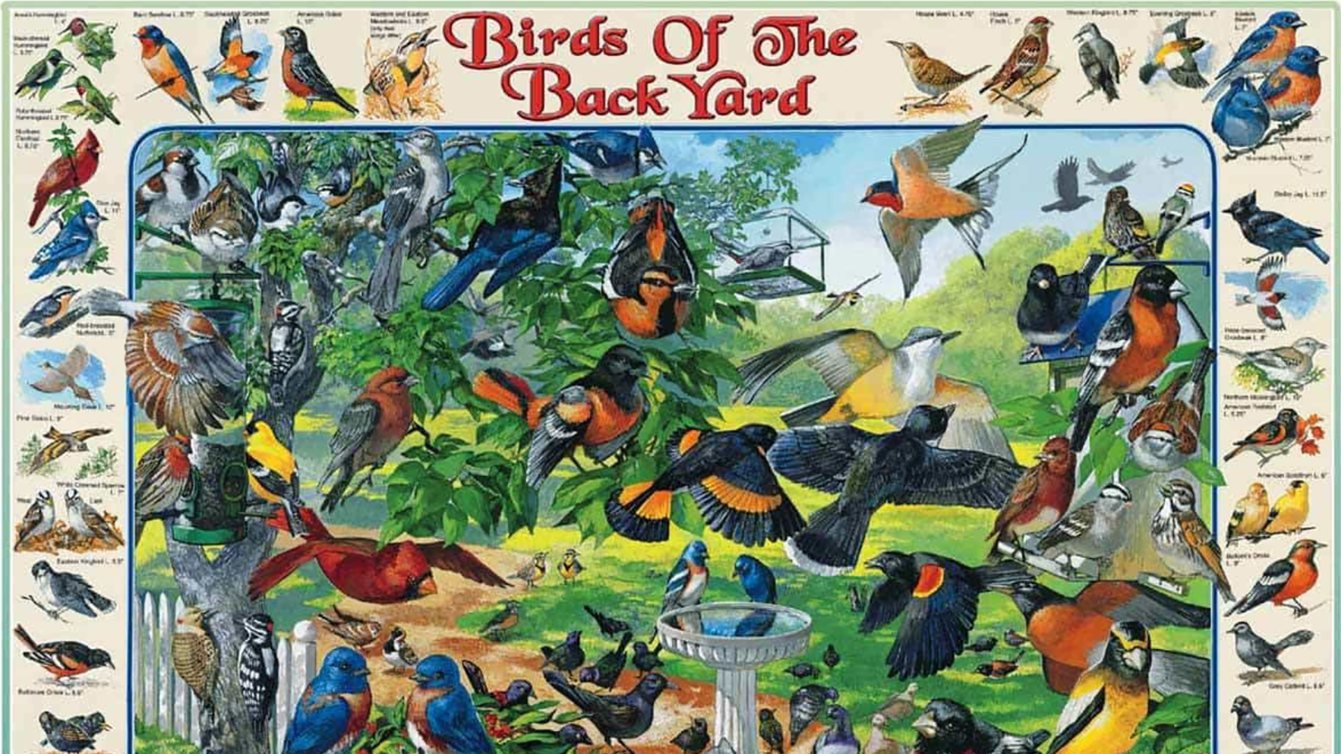 Birds of the Backyard 1000 pc puzzle by White Mountain Puzzles