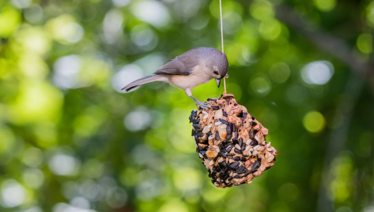 Pine Cone Bird Feeder