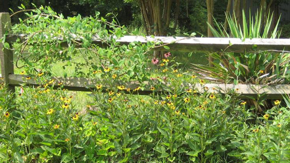 Native pollinator plants bordering a split rail fence in the field