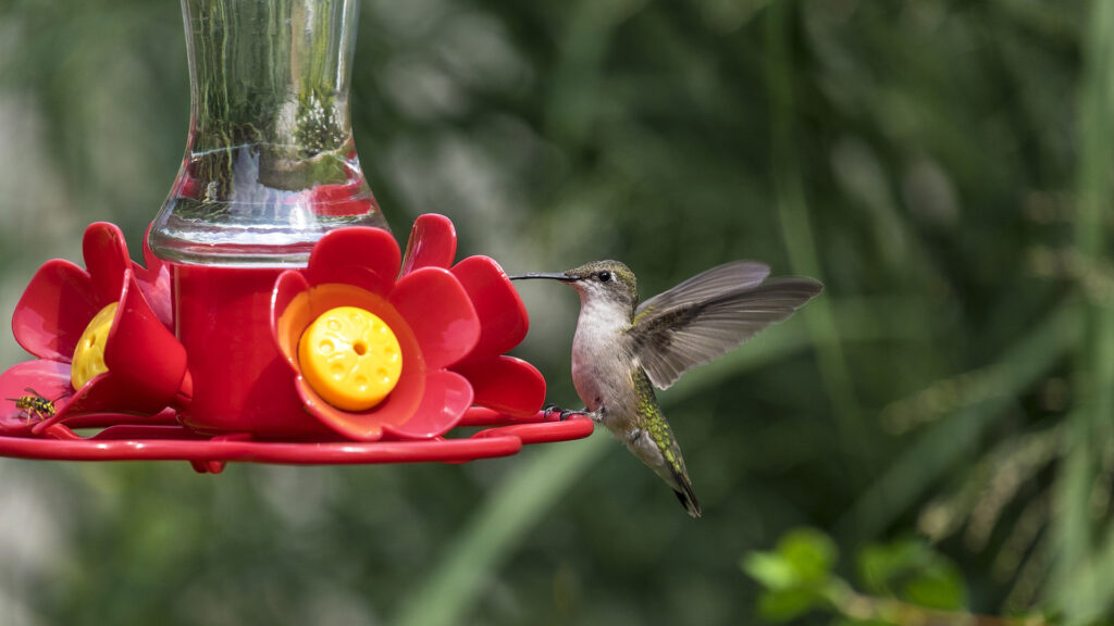 Hummingbird Feeder Nectar