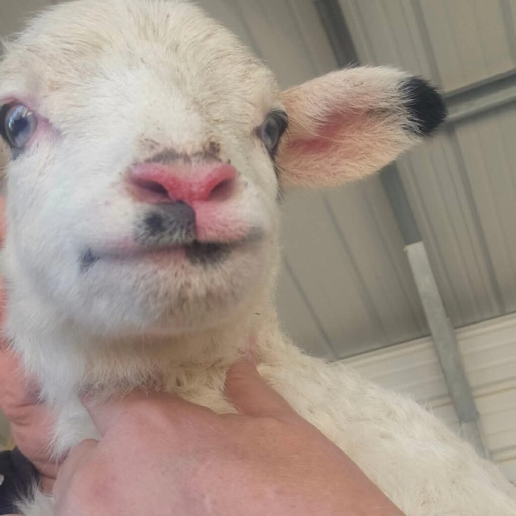 Stanley the Lamb