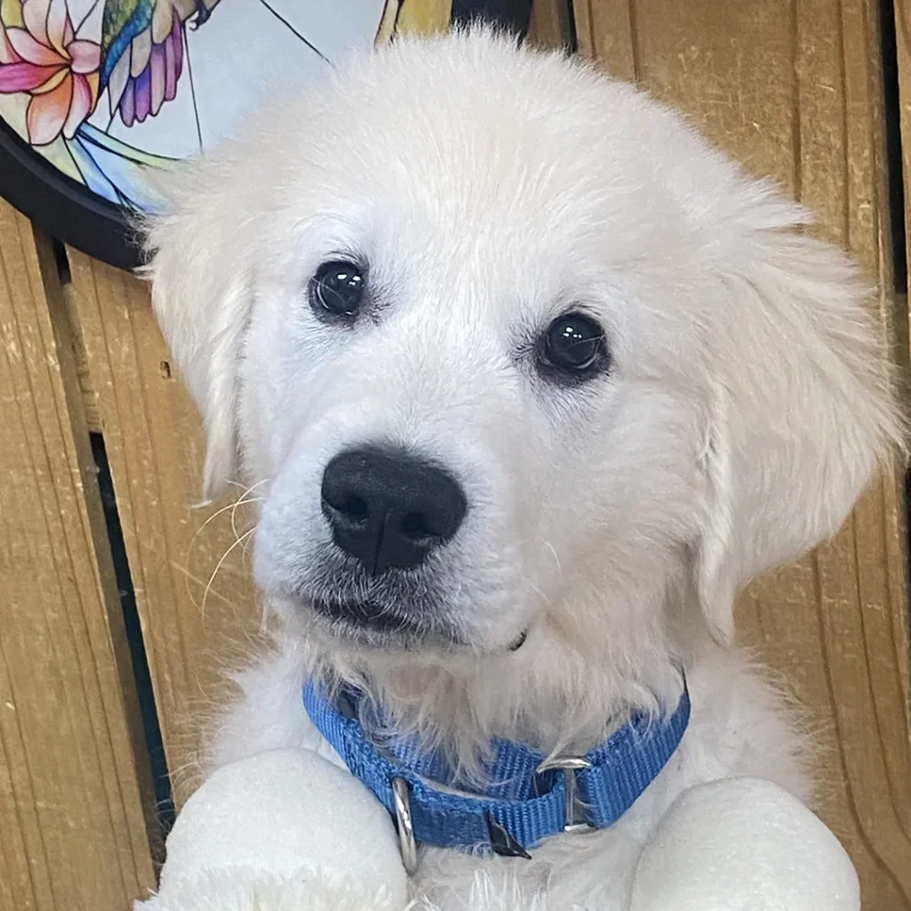 Puppy Shower for Bo